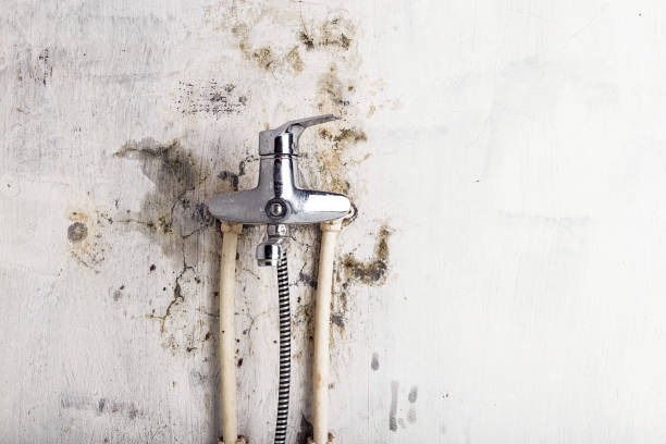Best Local Mold Removal Service  in Stanaford, WV
