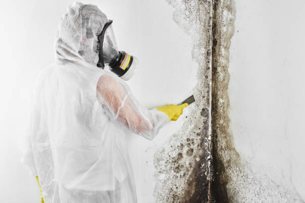 Best Mold Removal and Inspection  in Stanaford, WV