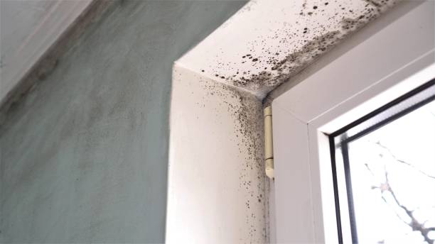 Best Certified Mold Removal  in Stanaford, WV