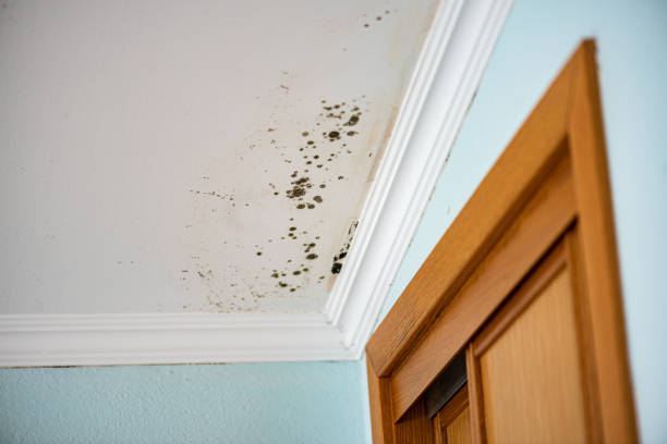 Best Mold Remediation  in Stanaford, WV