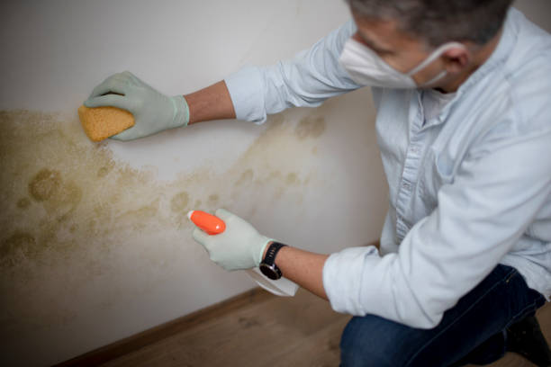 Office Mold Removal Services in Stanaford, WV