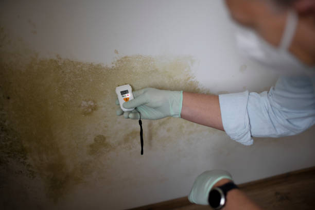 Best Black Mold Removal  in Stanaford, WV