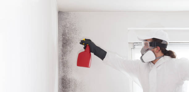Best Home Mold Removal  in Stanaford, WV