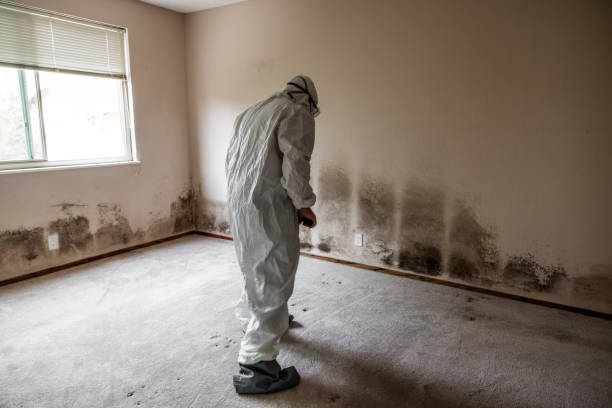 Best Office Mold Removal Services  in Stanaford, WV