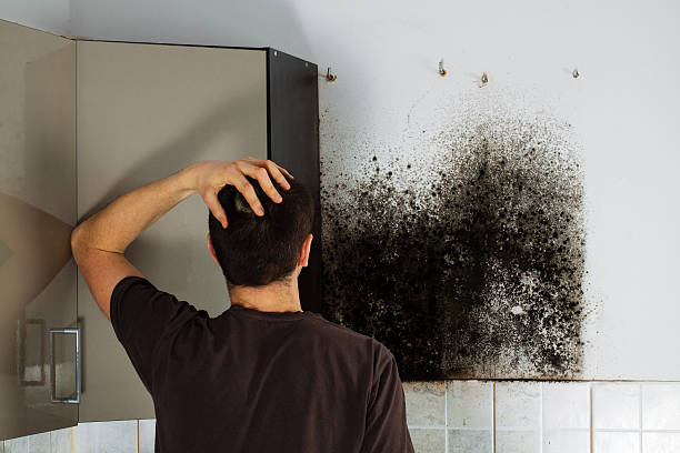 Mold Removal and Inspection in Stanaford, WV