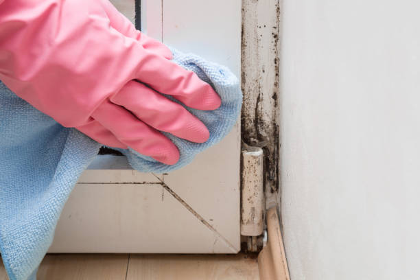 Best Mold Remediation Services  in Stanaford, WV